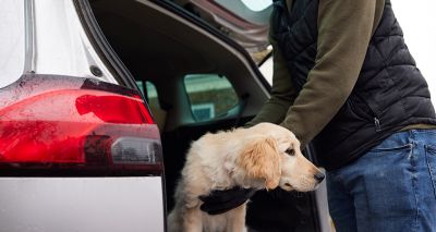 Home secretary pledges to introduce tougher pet theft measures